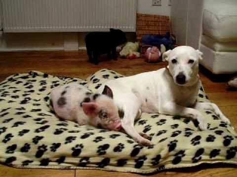 SQUEAK & PUMPKIN THE MICO PIGS AT HOME WITH DAISY DOO - 01/11/09 www.littlepigfarm.co.uk