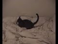 crazy cat
