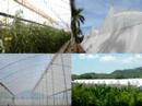 Invernaderos IMA - MSC Greenhouses