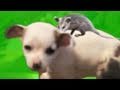 PUPPY-RIDING POSSUM!