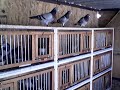 Palomas y Palomares de Jose  Isordia Diaz