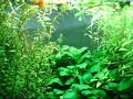 Fresh Water Planted Aquarium II