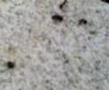 Reflections on Ant Genocide