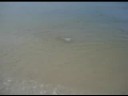 mantarraya con MOsca
