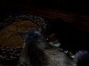 Junior the Welsh Terrier - checking on Max the Schnauzer