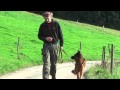 Samy Deutscher Schäferhund