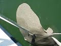 Catching a Stingray Off the Coast of Ocracoke Island