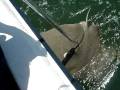 videos de Catching a Stingray Off the Coast of Ocracoke Island