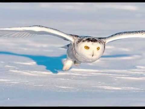 harfang - Cette belle race de hiboux est difficile à voir dans la neige.