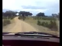 la perla de rally