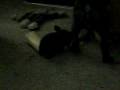 videos de Bailey pt 5 10122008