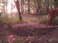 trail cam
