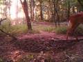 HCO ScoutGuard SG550 trail camera video of wide 7 pointer