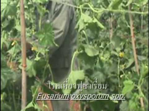 การปลูกเมล่อน - เป็นสารระคดีที่เกี่ยวกับการปลูกแคนตาลูปที่ละเอียดทุกขั้นตอน...