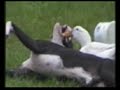 duck and dog shorty duck and dog shorty