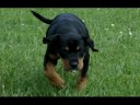 Amber..SPCA..DOG for ADOPTION!
