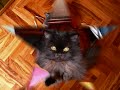 duchessa: il gatto più bello di cingoli