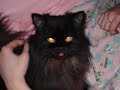 duchessa: il gatto più bello di cingoli