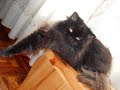 duchessa: il gatto più bello di cingoli