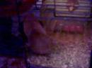 Rudy 2: Biscuit Rudy 2: Biscuit