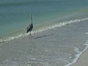 Great Blue Heron at Sanibel