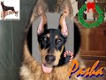 AMAZING DOBES VIDEO PART 3_0001.wmv