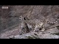  BBC Snow Leopard Animal Wild Pakistan Nature Wildlife Cat Free Hot Video