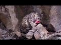 A big cat wild kill & a disastrous earthquake - Snow Leopard: Beyond the Myth - BBC animals