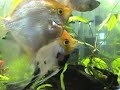 fish bublles
