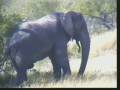 Remembering Wonky the African Elephant