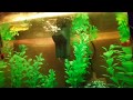 Hawkeye 5 Gallon Starter Aquarium Kit