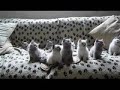 la danse des chatons