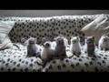 La Danse Des Chatons