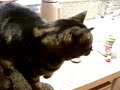 cantelope cat cantelope cat