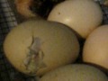 second video of the chickens hatching