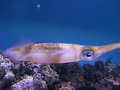 Waikiki Aquarium, Pt.