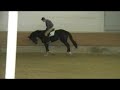 4 yo show hunter mare 16.3h for sale 4 yo show hunter mare 16.3h for sale