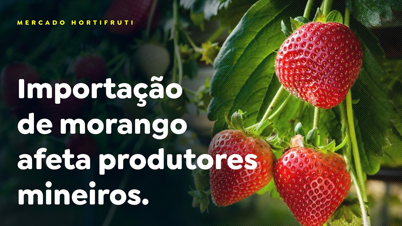 Importação de morango afeta produtores mineiros.