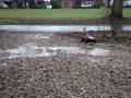 videos de HBX Bonzer in a few puddles