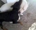 Dogo Argentino video