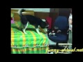 Mini monkey playing with dog 