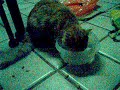 Rascando para beber Agua