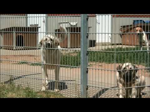 Hundewelpen Tierheim Lübeck Hundewelpen Tierheim Lübeck