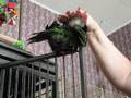 Hawk Head Parrot Loves his scratches