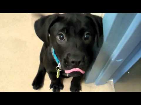 Black Lab Puppy Overload!  Adopt at the Wisconsin Humane Society