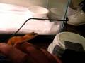 videos de My New Leopard Gecko