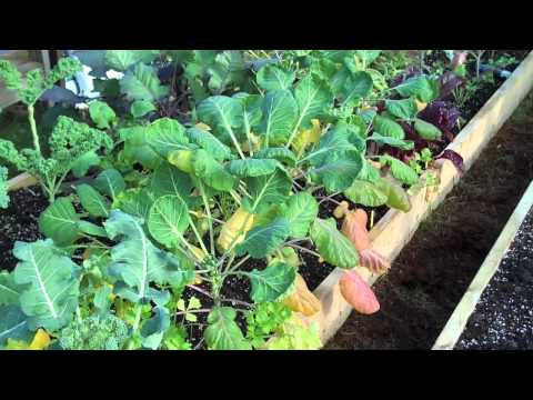 how to harvest eggs from chickens