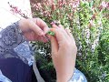 Tatting a Ring and Chain Edging (Show & Tell)