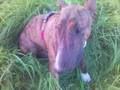 Bull Terrier Inglés video