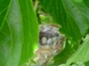 Humming bird nest March 23 2007